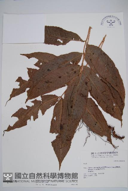 尾葉實蕨藏品圖，第1張