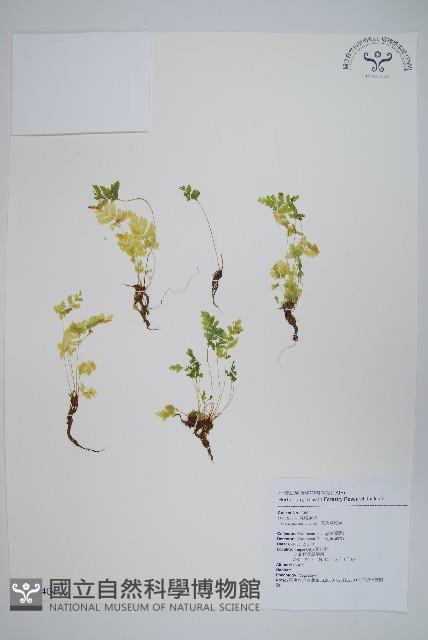 傅氏鳳尾蕨藏品圖，第1張