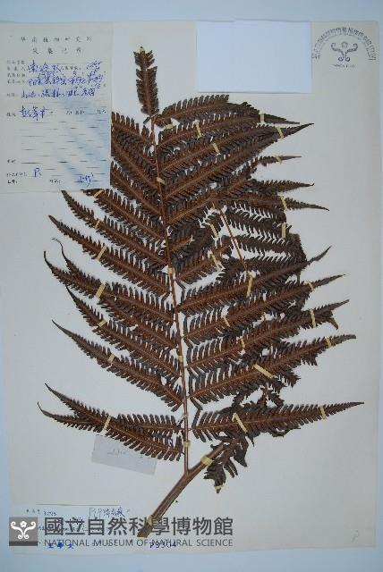 金狗毛蕨藏品圖，第1張