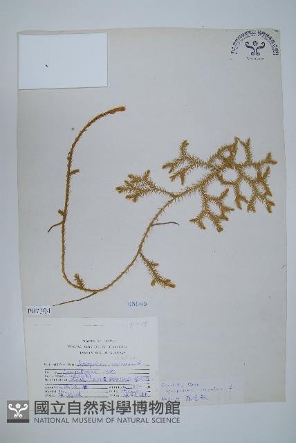 石松藏品圖，第1張