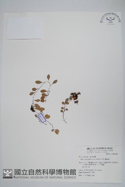 抱樹蕨、伏石蕨藏品圖，第1張