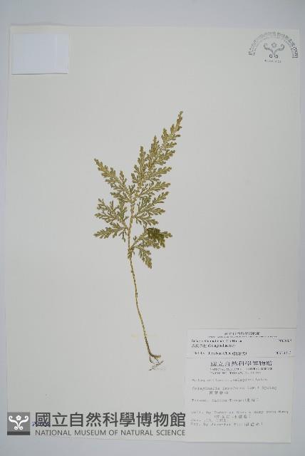 異葉卷柏藏品圖，第1張