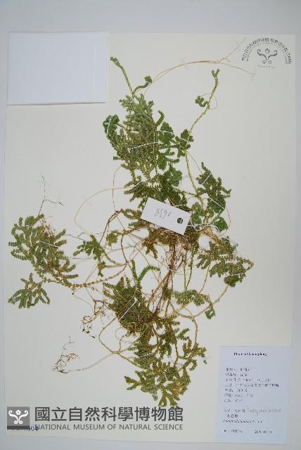 具邊卷柏藏品圖，第1張