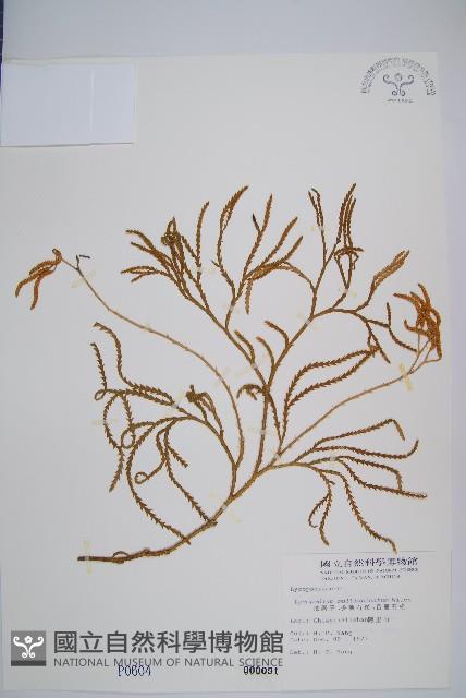 地刷子、多穗石松藏品圖，第1張