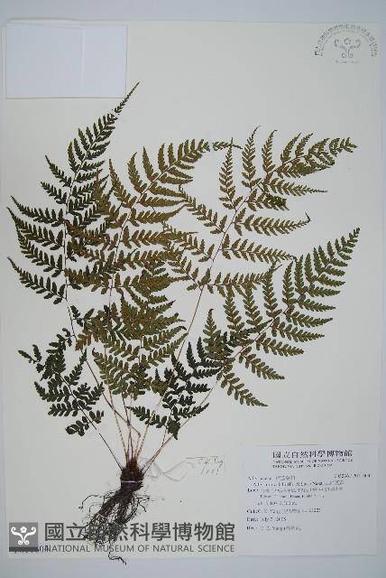 山蹄蓋蕨藏品圖，第1張