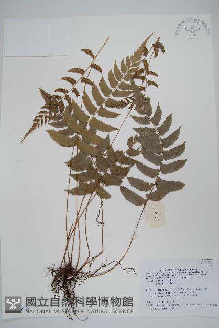 登錄號:P005604藏品圖，第1張