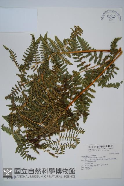 姬蕨藏品圖，第1張