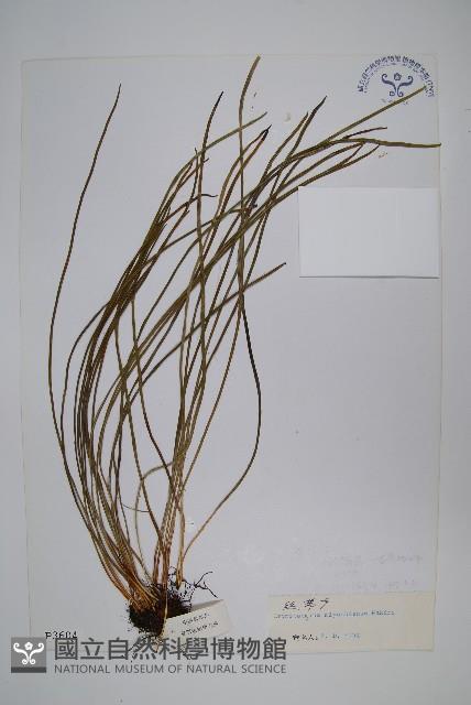 二條線蕨藏品圖，第1張