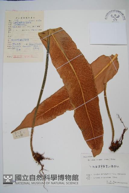 盧山石葦藏品圖，第1張