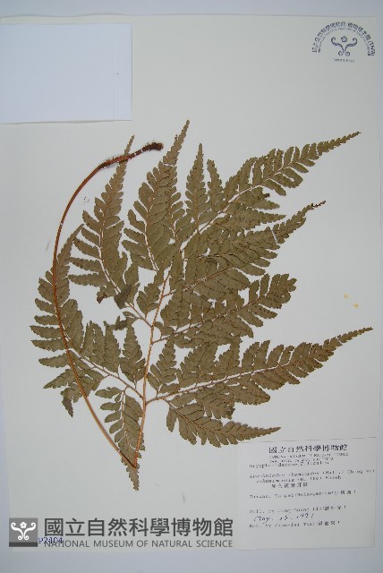小葉複葉耳蕨藏品圖，第1張