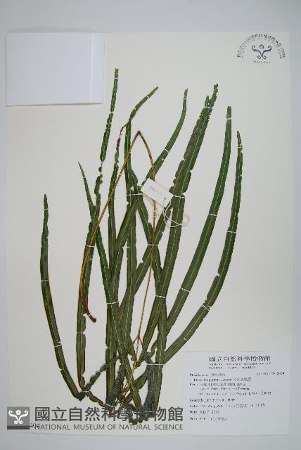 長葉鳳尾蕨藏品圖，第1張