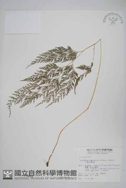 日本金粉蕨藏品圖，第1張