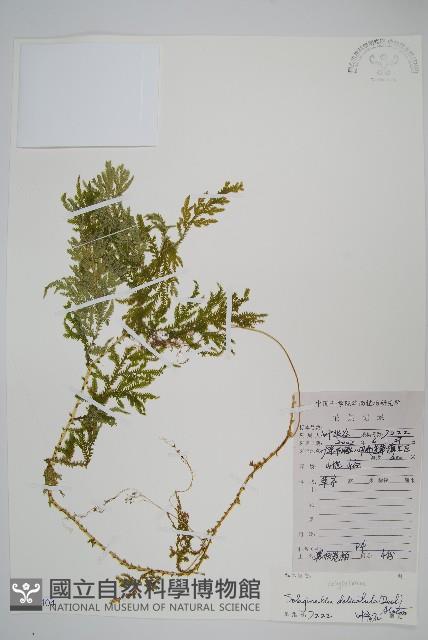 全緣卷柏藏品圖，第1張