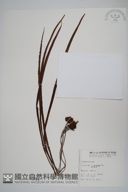 書帶蕨藏品圖，第1張