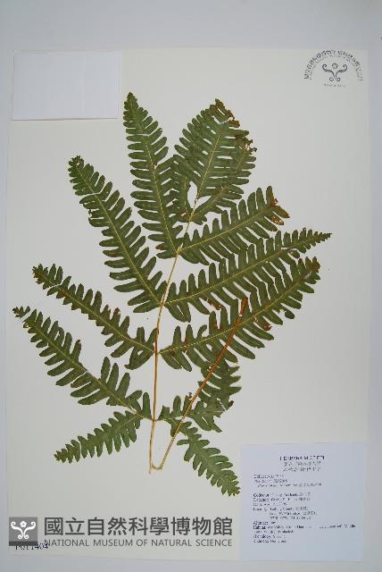 鈴木氏鳳尾蕨藏品圖，第1張