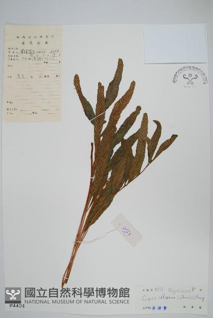 橢圓線蕨藏品圖，第1張