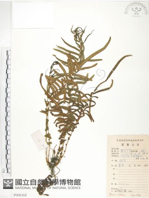 鱗蓋鳳尾蕨藏品圖，第1張