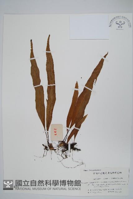 擬瓦葦藏品圖，第1張