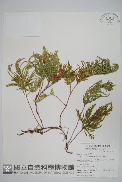 擬密葉卷柏藏品圖，第1張