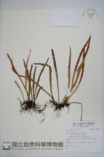 登錄號:P012804藏品圖，第1張