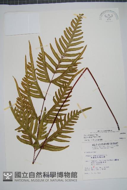 疏羽半邊旗藏品圖，第1張