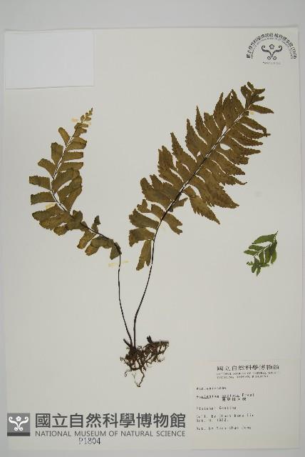 剪葉鐵角蕨藏品圖，第1張