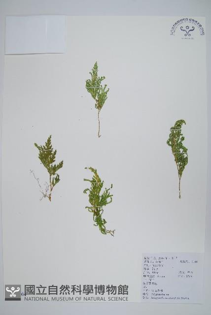 江南卷柏藏品圖，第1張