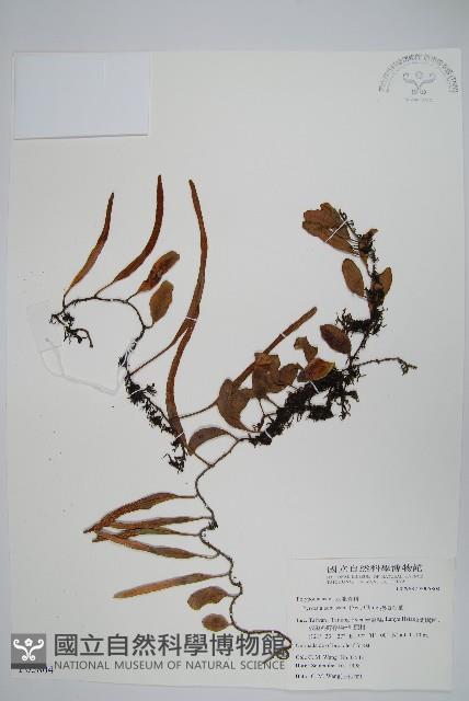 抱樹石葦藏品圖，第1張