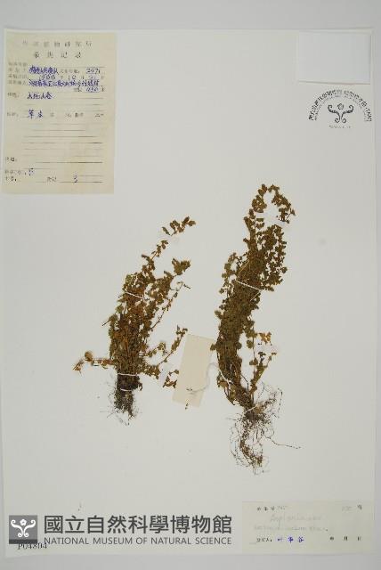 縮羽鐵角蕨藏品圖，第1張