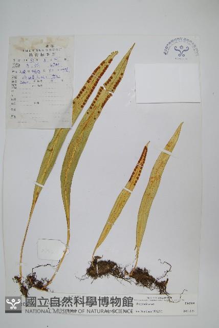 大瓦葦藏品圖，第1張