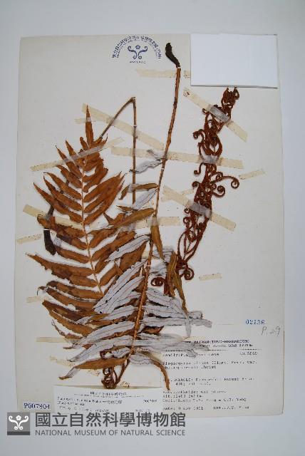 台灣瘤足蕨藏品圖，第1張