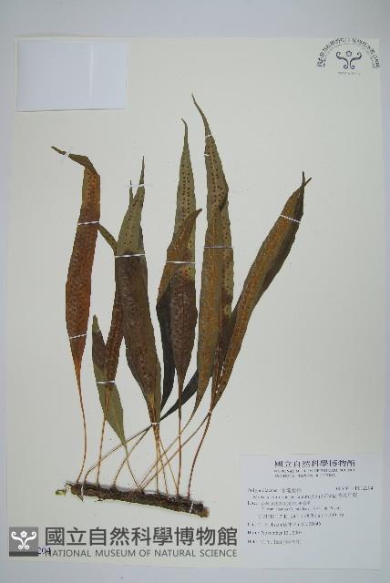 波氏星蕨藏品圖，第1張