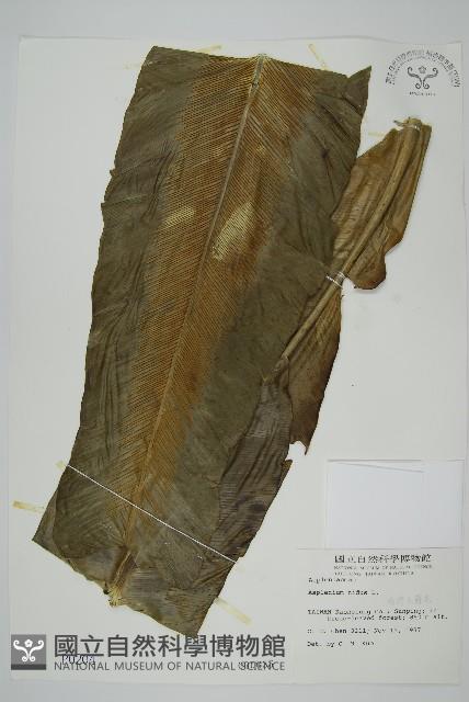 臺灣山蘇花藏品圖，第1張