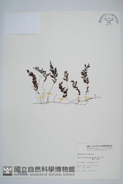 隸氏膜蕨、台灣膜蕨藏品圖，第1張