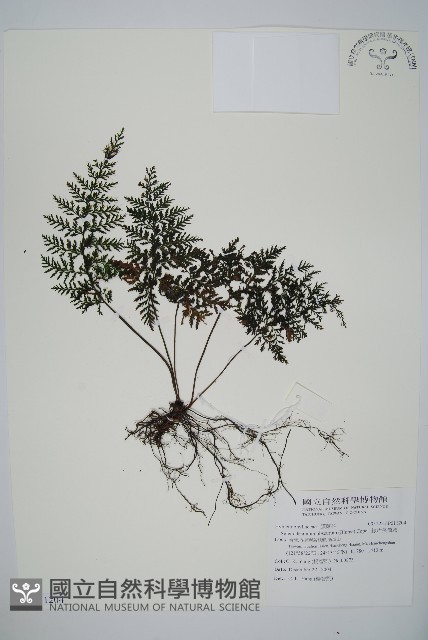 線片長筒蕨藏品圖，第1張