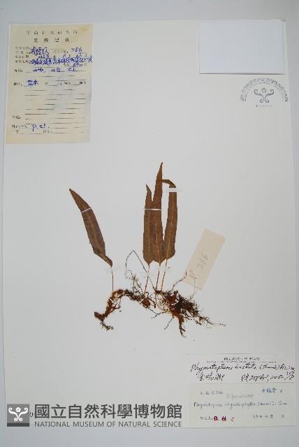 玉山茀蕨藏品圖，第1張