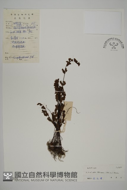 隱囊蕨藏品圖，第1張