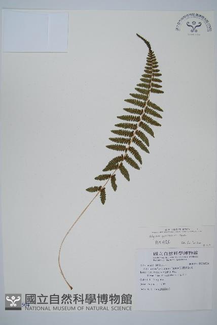 對生蹄蓋蕨藏品圖，第1張