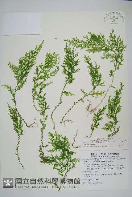 玉山卷柏藏品圖，第1張