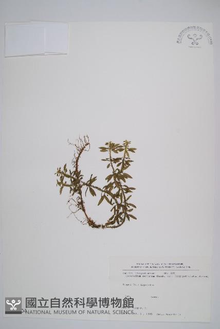 長柄千層塔藏品圖，第1張