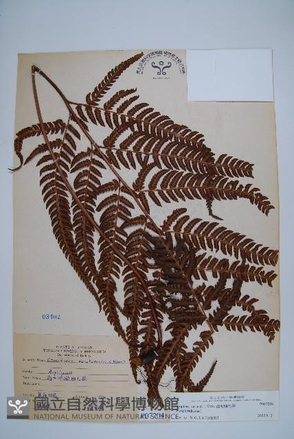 南海鱗毛蕨藏品圖，第1張