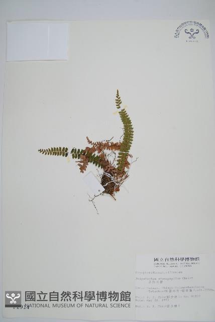 芽胞耳蕨、芽孢耳蕨藏品圖，第1張