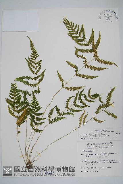 烏來金星蕨、毛柄金星蕨藏品圖，第1張