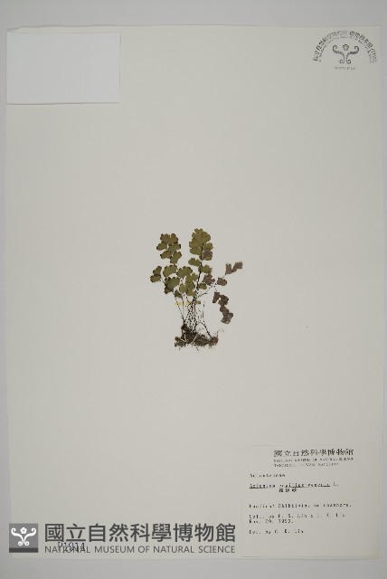 鐵線蕨藏品圖，第1張
