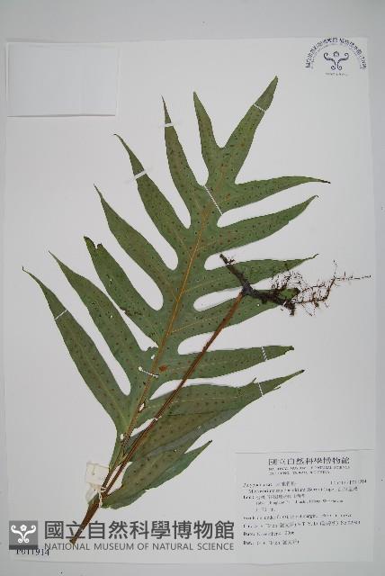 海岸星蕨藏品圖，第1張