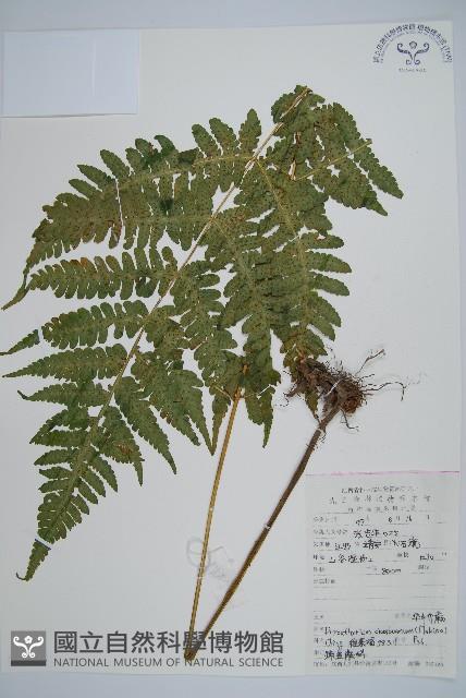 華中介蕨藏品圖，第1張