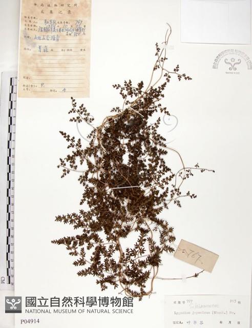 海金沙藏品圖，第1張