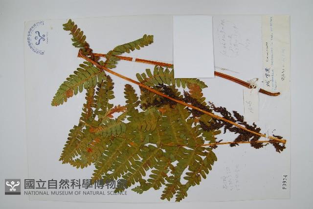 登錄號:P003914藏品圖，第1張