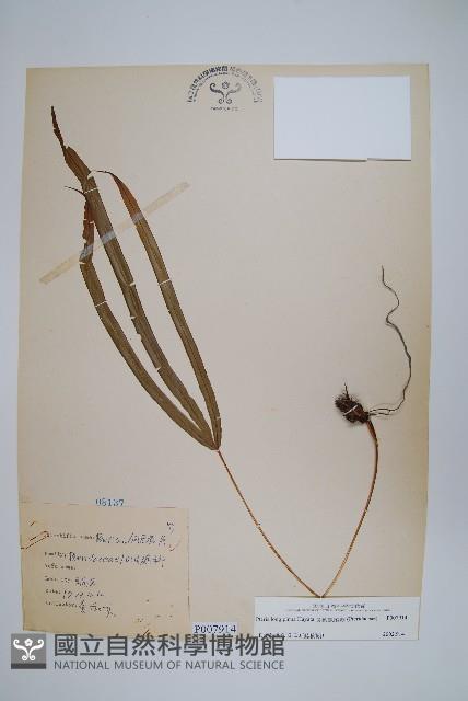 長葉鳳尾蕨藏品圖，第1張