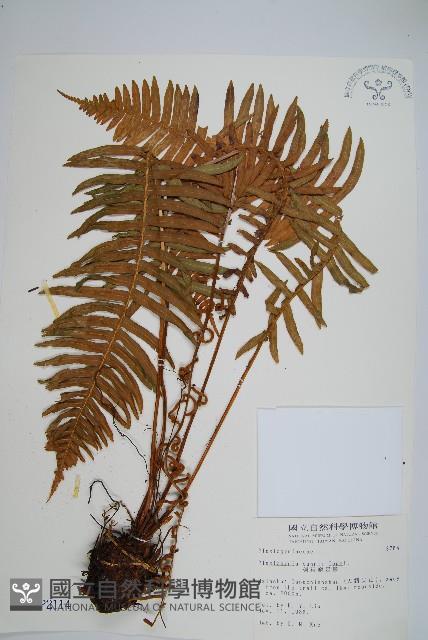 倒葉瘤足蕨藏品圖，第1張